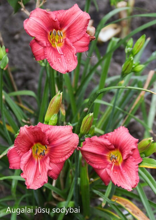 Viendienė (Hemerocallis) 'Rosy Returns'